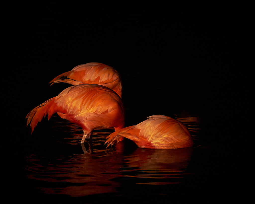 DSC10157.jpg?i=1335340290