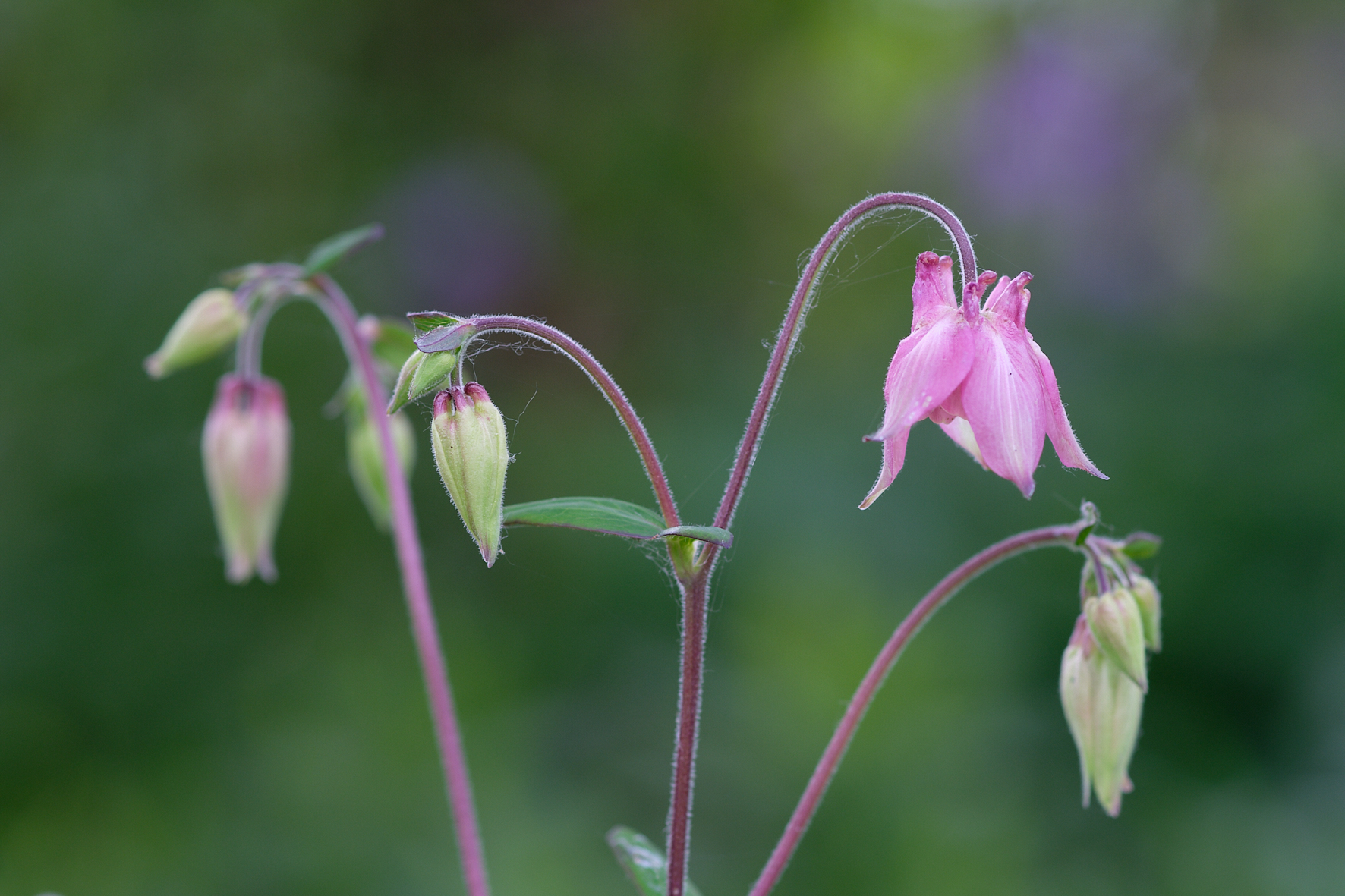 DSCF2329_A5P.jpg?i=1990608282