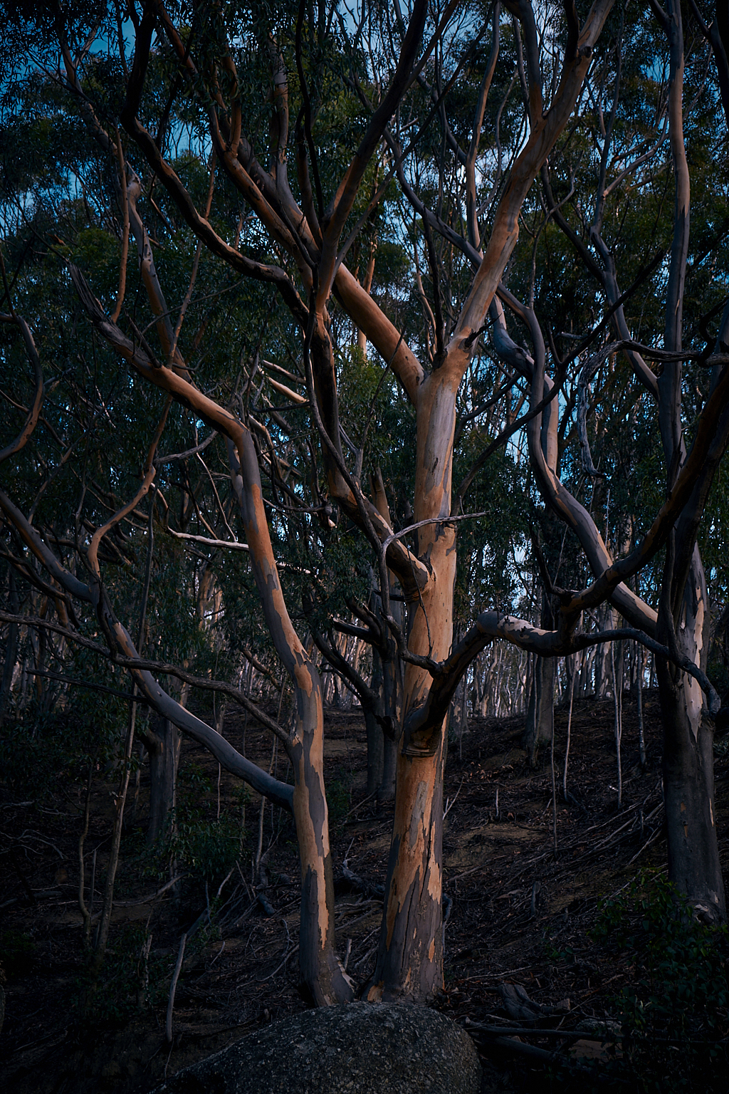 DSCF8680.jpg?i=1576581305