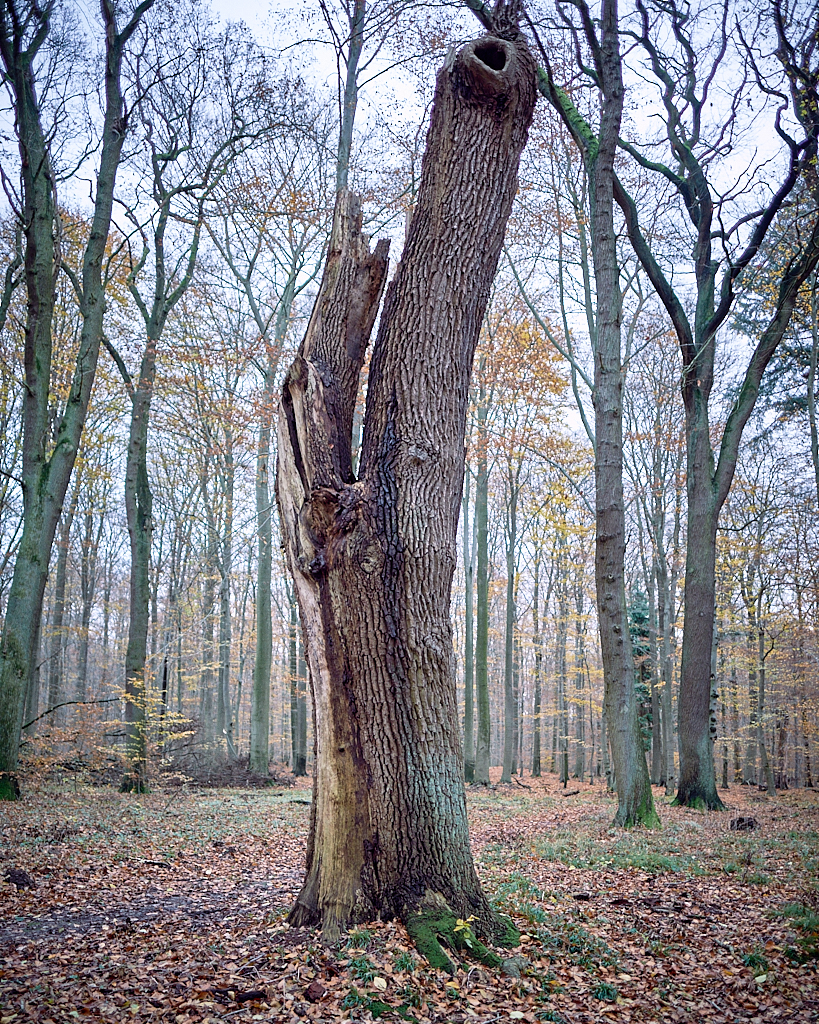 DSCF6006.jpg?i=311805716