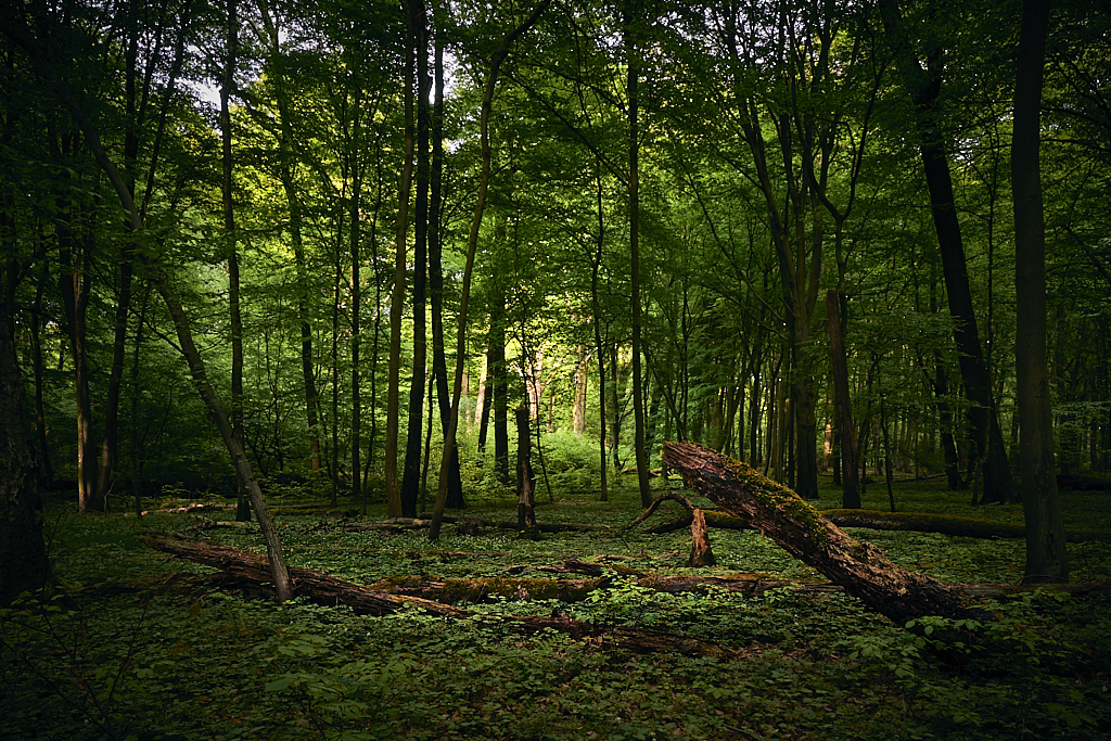 DSCF9931.jpg?i=29168486